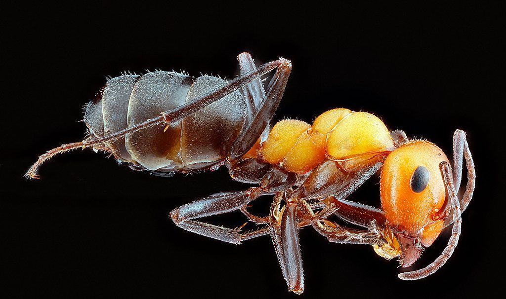 Ant Control service in Aloha, OR