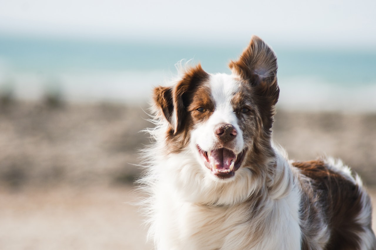 Flea & Tick Control service in Aloha, OR