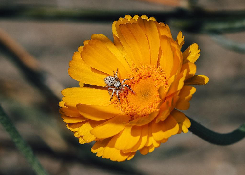 Spider Control service in Aloha, OR